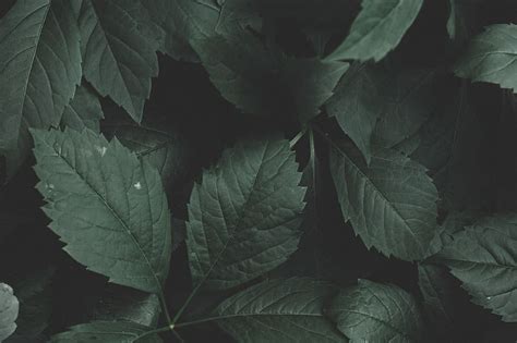 Update 77+ dark green leaf wallpaper best - in.coedo.com.vn