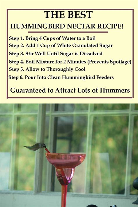 Hummingbird Nectar Recipe Sugar Water | Recipe Loving