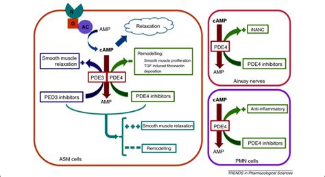 Novel bronchodilators for the treatment of chronic obstructive ...