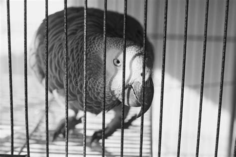 African Grey Parrot in Cage Stock Photo - Image of african, talking ...