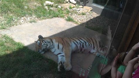 Images: Louisville Zoo animals