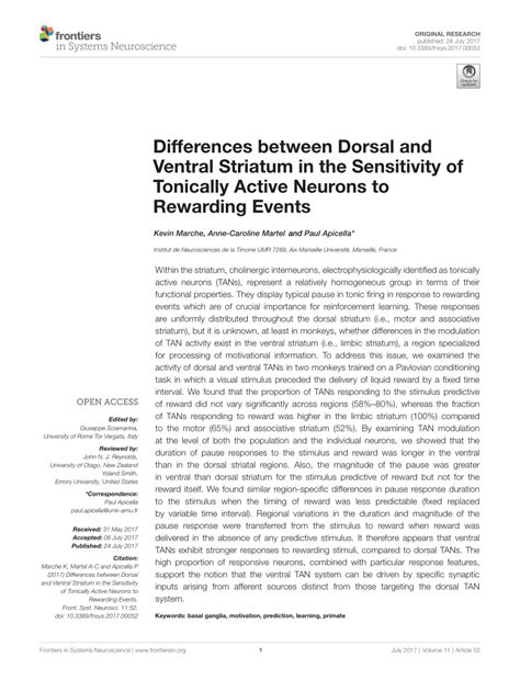 (PDF) Differences between Dorsal and Ventral Striatum in the ...