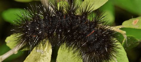 Austin Archives | Black fuzzy caterpillar, Black caterpillar, Fuzzy ...