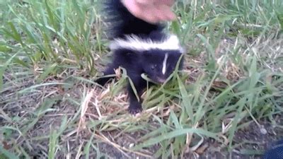 Skunk GIF - Find & Share on GIPHY