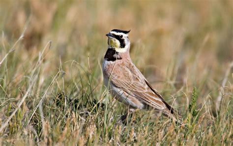 Horned Lark | Audubon Field Guide