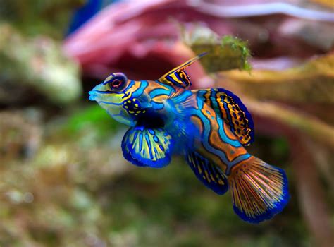 7 Most Exotic Species for Your Saltwater Aquarium