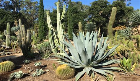 The Arizona Cactus Garden - Stanford, CA - A Park a Day Bay Area