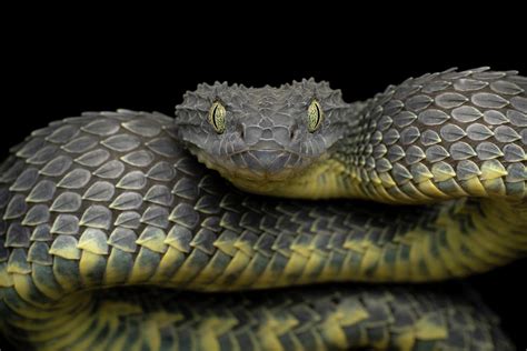 Venomous Bush Viper Ready to Strike Photograph by Mark Kostich - Fine ...