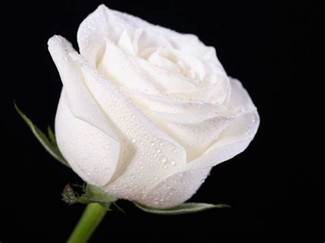 White Roses HD Wallpapers - Top Free White Roses HD Backgrounds ...