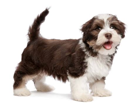 Havanese Puppies | Selecting the right Havanese Puppy