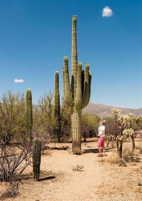 Saguaro National Park | Desert, Cacti, Wildlife | Britannica