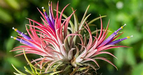 Tillandsia Air Plants: Learn About Tillandias, Easy Air Plant Care