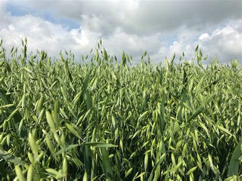 Winter oat Varieties - Senova