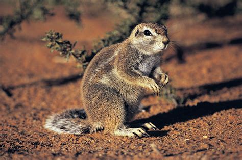 Ground squirrel | Behavior, Diet & Habitat | Britannica