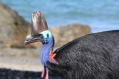 Six extraordinary Australian birds you need to see