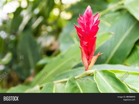 Red Ginger Flower Image & Photo (Free Trial) | Bigstock