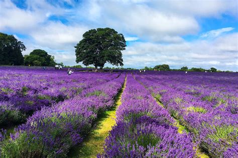 9 of the best UK lavender fields and farms 2022 | Wanderlust