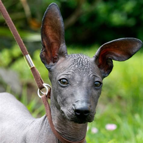 Image: A Peruvian Hairless Dog - Pet Paw