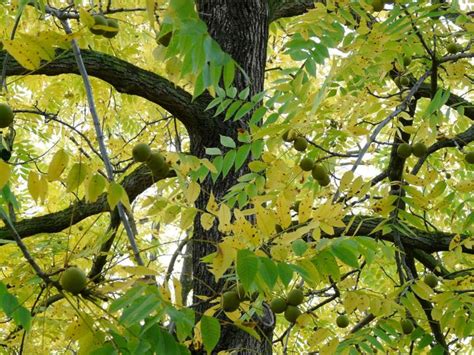 Black Walnut Trees: Facts About the Infamous Black Walnut | The Old ...