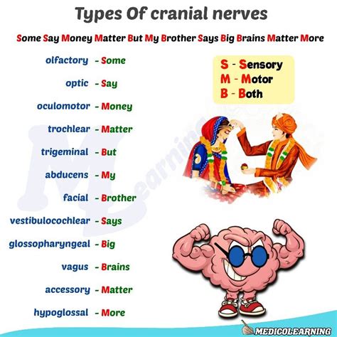 Cranial nerve Mnemonics | Cranial nerves mnemonic, Childrens health ...