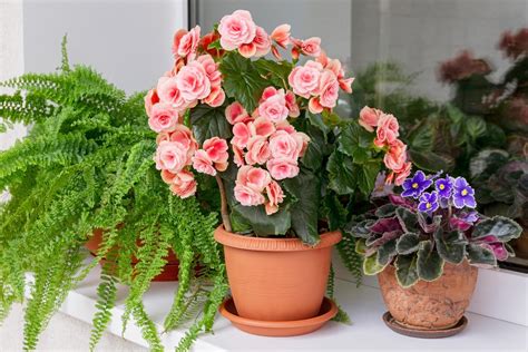 16 Indoor Flowering Plants for 2024 — Top Houseplant Flowers