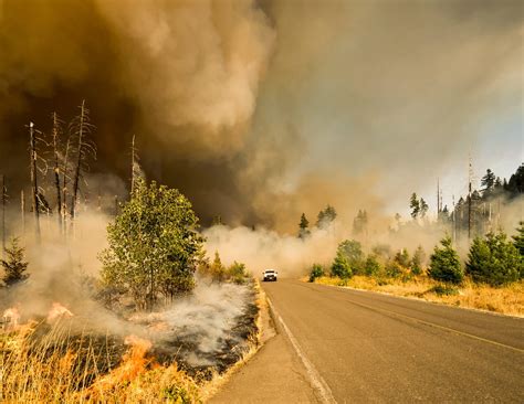 The Environmental Impact of Wildfires | Earth.Org