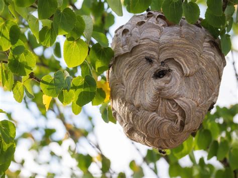 Wasp Nest Vs. Hornet Nest Vs. Bee Nest Identification