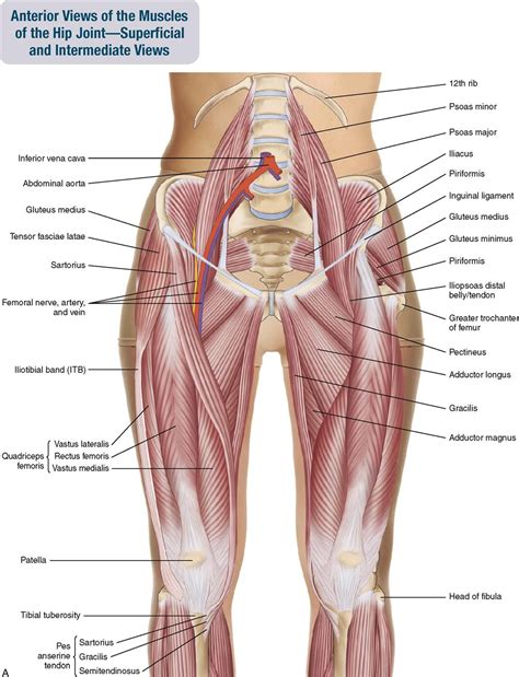 Hip Muscles Diagram / The Thigh Muscles Dummies - berphd-philosophy