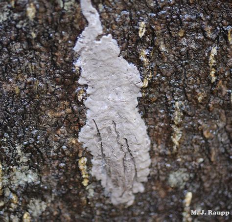 Seeing spots: Spotted Lanternfly, Lycorma delicatula — Bug of the Week