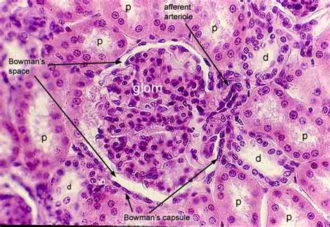 Kidney Histology Bowman's Capsule