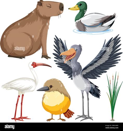 Various Wetland Animals Collection illustration Stock Vector Image ...