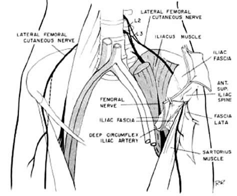 Lateral Cutaneous Nerve Anatomy