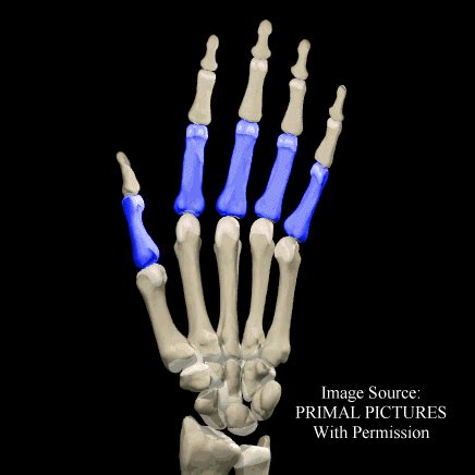 Proximal Phalanges