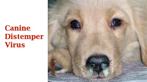 Canine distemper – Bệnh Viện Thú Y Petcare