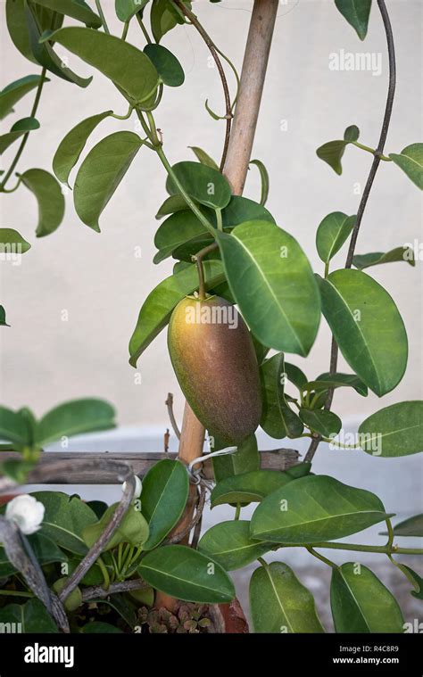 Stephanotis floribunda fruit Stock Photo - Alamy