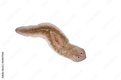 Planaria flatworm under microscope view. Stock Photo | Adobe Stock