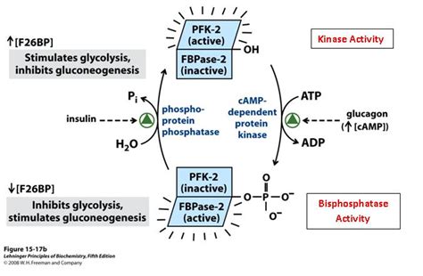 Phosphofructokinase-2; 6-Phosphofructo-2-kinase; 6-Phosphofructo-2 ...