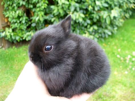 Netherland Dwarf rabbit | PetMapz