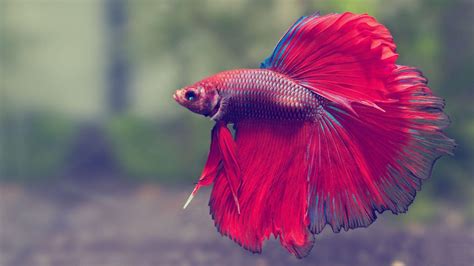 Betta Fish Wallpapers - Wallpaper Cave