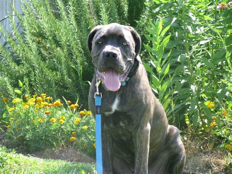 Cane Corso Puppy Training | Sit Means Sit Madison