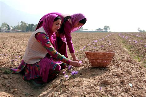 The Magical Saffron Harvest Of Kashmir - Food Republic