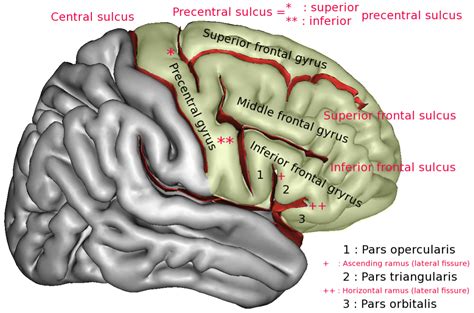 Inferior frontal gyrus - Wikiwand