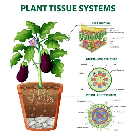 Diagram showing plant tissue systems 7507692 Vector Art at Vecteezy