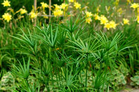 Papyrus Plants: Spectacular Choice for Water Gardens