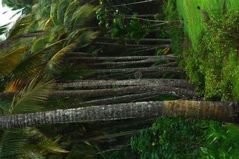 Coconut Farm in Kerala Village Stock Image - Image of natural, green ...