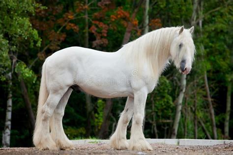 White horse in autumn. White Shire horse standing in the forest at ...