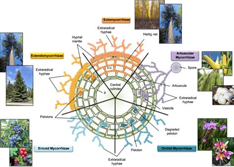 Fungi Fertilize the Future | Crop and Soil Sciences | NC State University