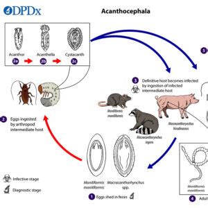 Acanthocephala Life Cycle - Encyclopedia of Arkansas