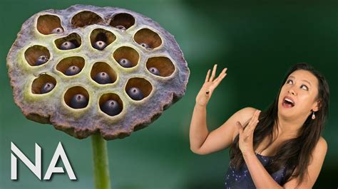 What Makes People Have Trypophobia? - YouTube