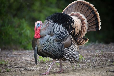 6 wacky facts about wild turkeys - Cottage Life